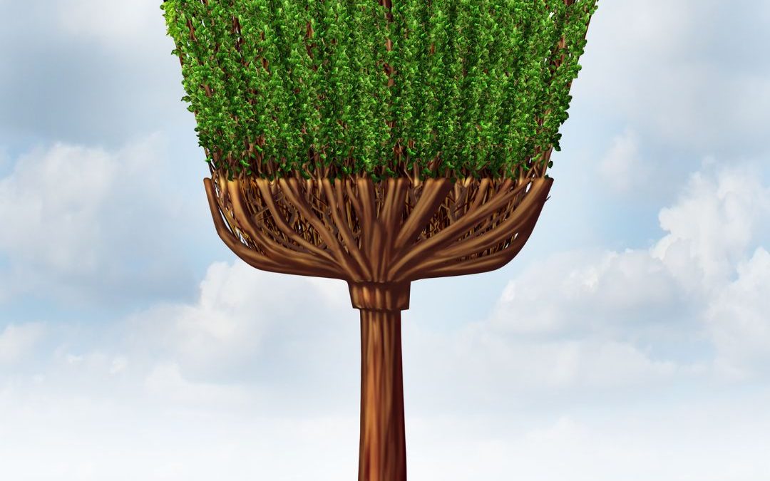 image of a tree shaped like a broom